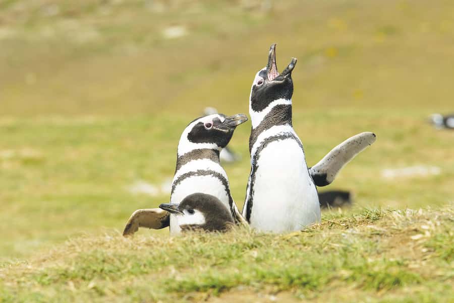 Punta Arenas: Walk with Penguins on Magdalena & Marta Island - Marta Island and the Patagonian sea lions