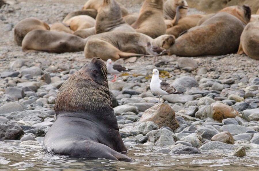 Punta Arenas: Walk with Penguins on Magdalena & Marta Island - What to wear and bring