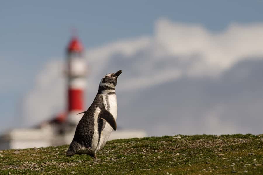 Punta Arenas: Walk with Penguins on Magdalena & Marta Island - Is $150 a fair price?