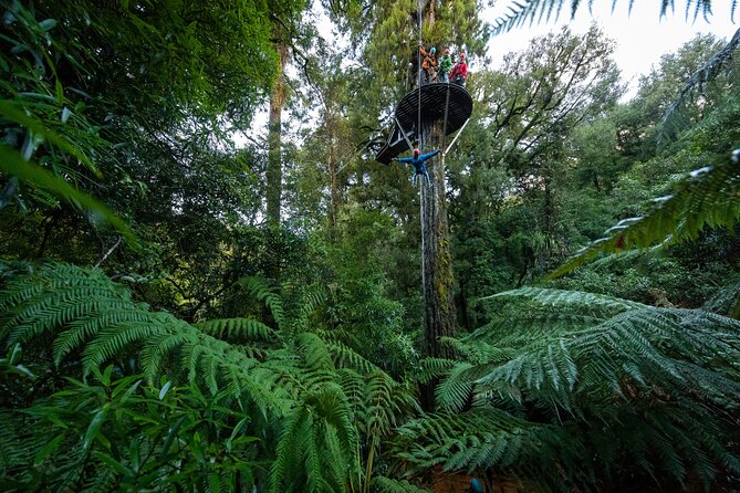 Rotorua’s Ultimate Zipline: 6 ziplines, 400 m Tandem, Cliff Walk - A controlled descent to finish the route