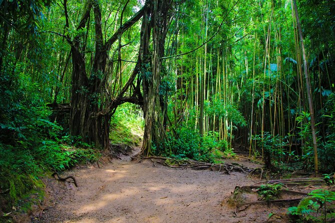 Self guided Hike Trail to Nature Walk & Waterfall - The return walk deserves your attention