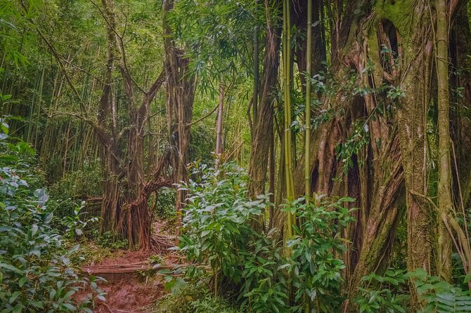 Self guided Hike Trail to Nature Walk & Waterfall - A short stop at Puʻu ʻUalakaʻa State Park