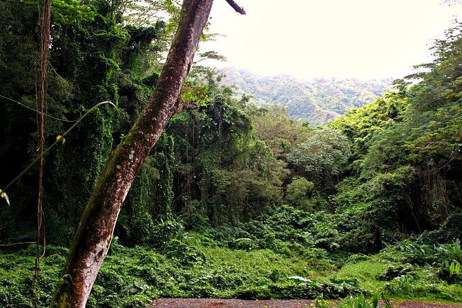 Self guided Hike Trail to Nature Walk & Waterfall - Manoa’s coffee and plantation past