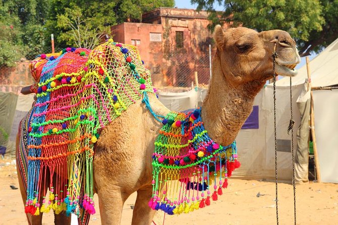 Spiritual City Walking Tour-THE Pushkar Route - Key details before you book