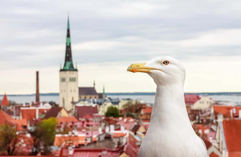 Tallinn: Guided Old Town Historical Walking Tour - Kohtuotsa and Patkuli: the views worth the climb
