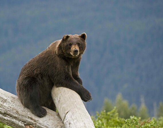 Wildlife and Glaciers with a walk in the Rainforest - Key points to know before booking