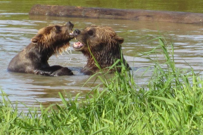 Wildlife and Glaciers with a walk in the Rainforest - Beluga Point and the tidal waters of Turnagain Arm