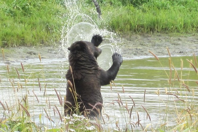 Wildlife and Glaciers with a walk in the Rainforest - What the guides add to the day