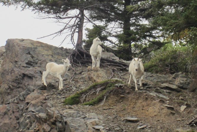 Wildlife and Glaciers with a walk in the Rainforest - Who should book this Anchorage outing?