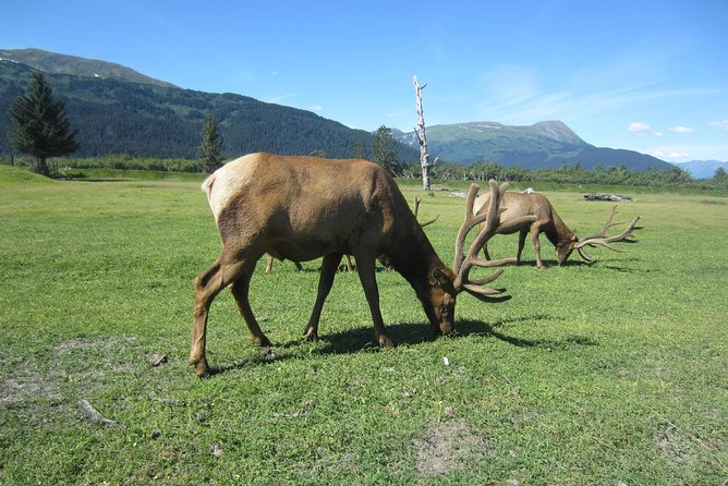 Wildlife and Glaciers with a walk in the Rainforest - Final verdict: a strong overview with seasonal limits
