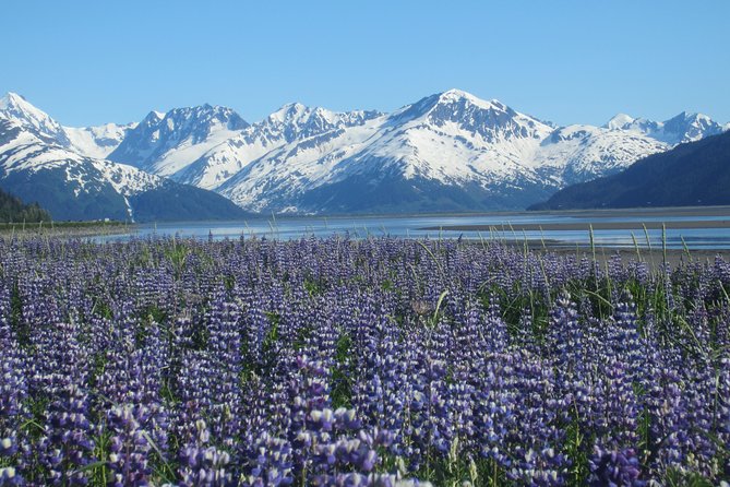 Wildlife and Glaciers with a walk in the Rainforest - Alaska Wildlife Conservation Center: the dependable animal encounter